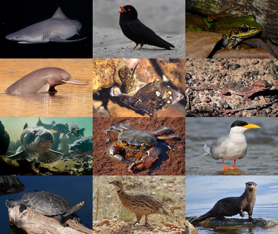 Find the River Animals Quiz - By alvir28