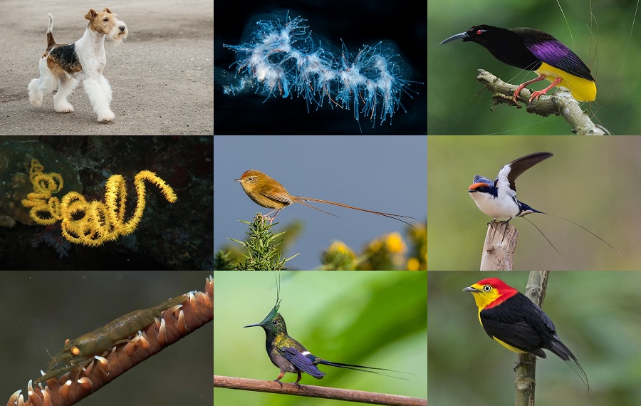 Find the Wire Animals Quiz - By alvir28