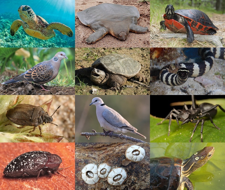 Find the Turtle Animals II Quiz - By alvir28