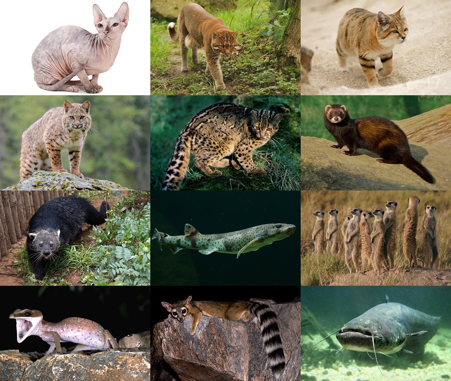 Find the Cat Animals Quiz - By alvir28