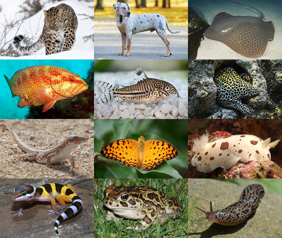 Find the Leopard Animals II Quiz - By alvir28
