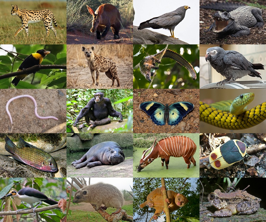 Find the Animals of Sierra Leone Quiz - By alvir28