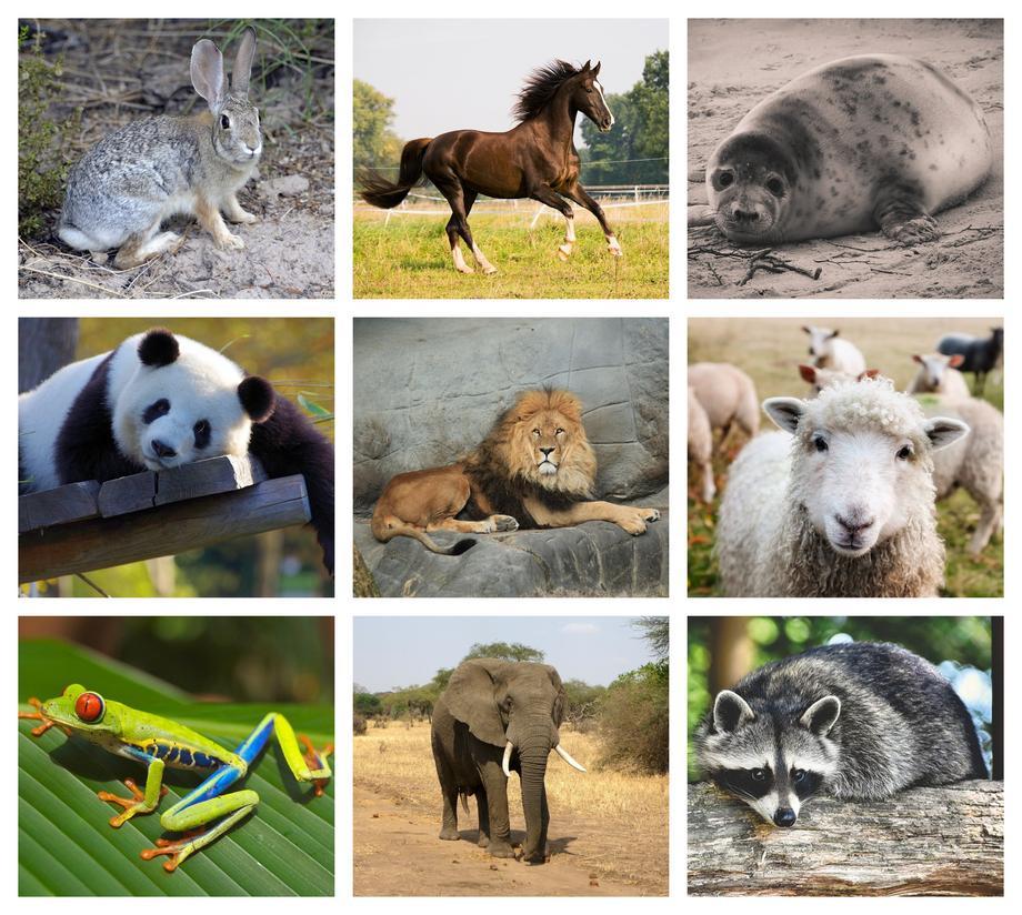 Sporcle Kids Find The Animals Quiz By kjeverhart