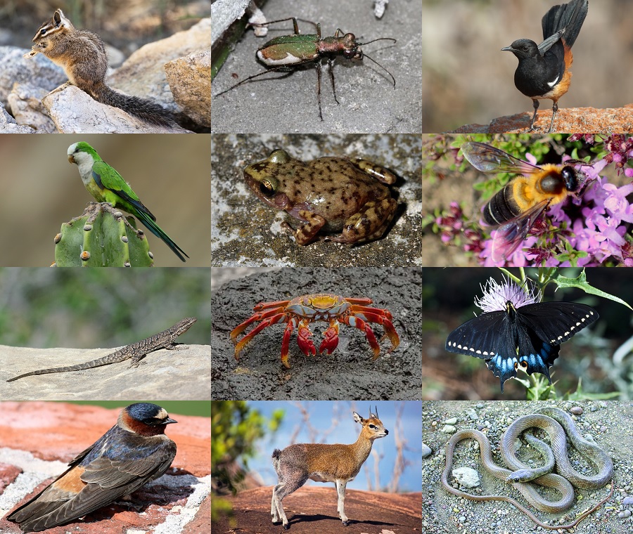 Find the Cliff Animals Quiz - By alvir28