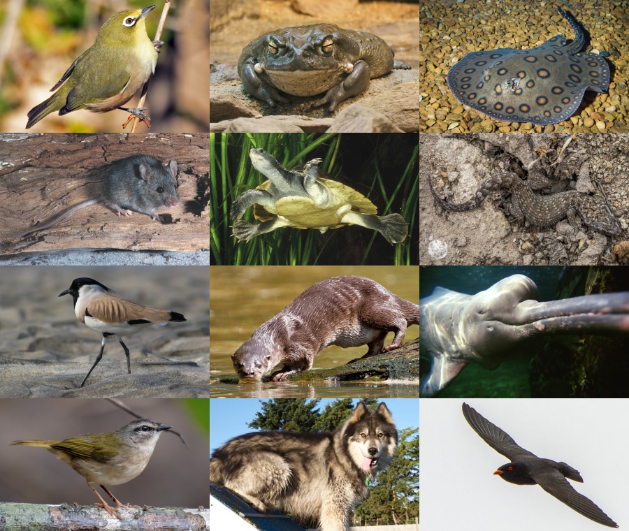 Find the River Animals II Quiz - By alvir28