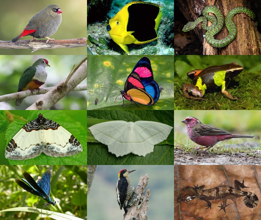 Find the Beautiful Animals Quiz - By alvir28