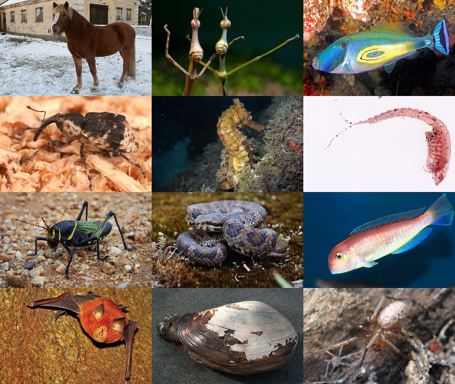 Find the Horse Animals III Quiz - By alvir28