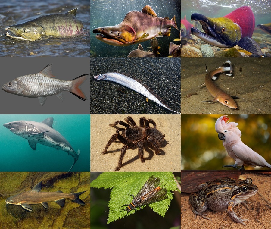 Find the Salmon Animals Quiz - By alvir28