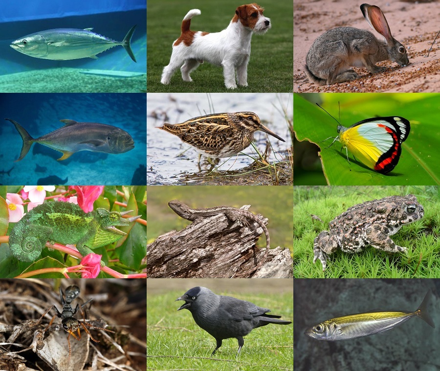 Find the Jack Animals Quiz - By alvir28