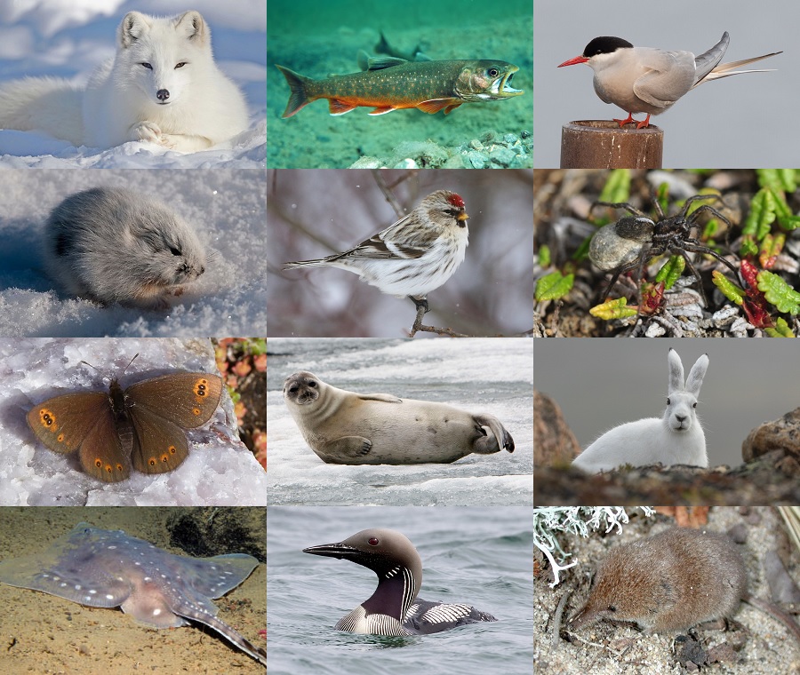 Find the Arctic Animals Quiz - By alvir28