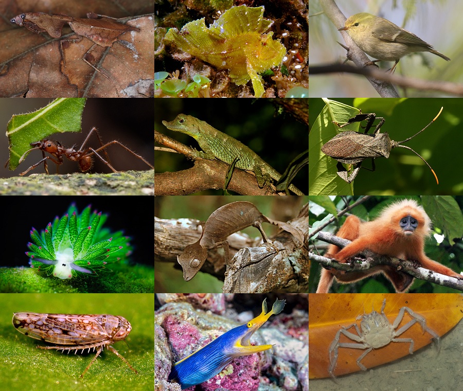 Find the Leaf Animals II Quiz - By alvir28