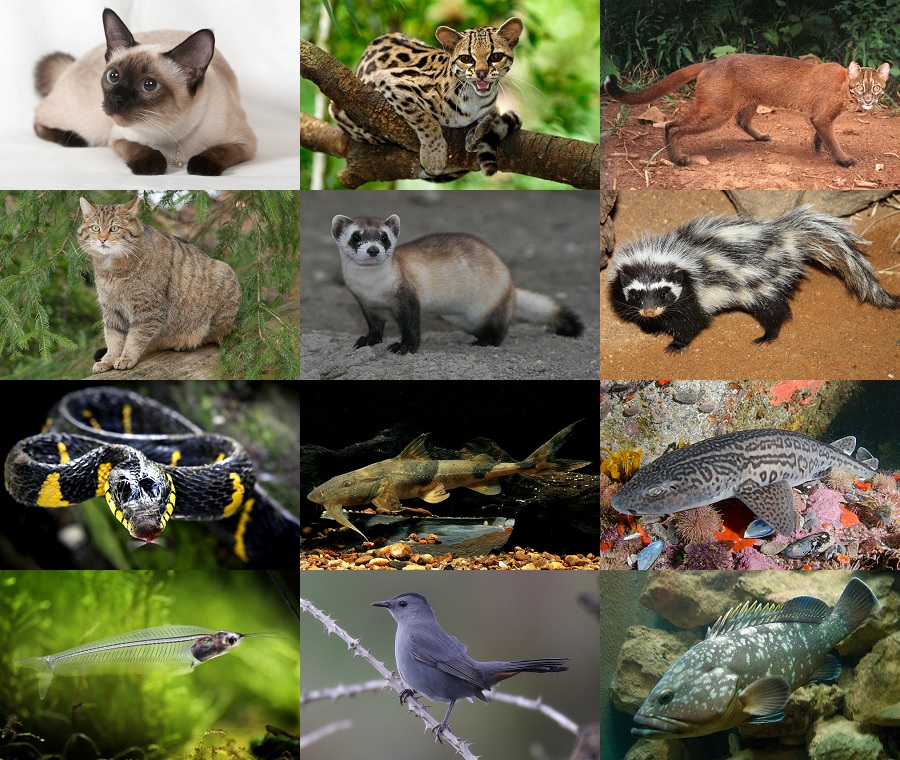 Find the Cat Animals II Quiz - By alvir28