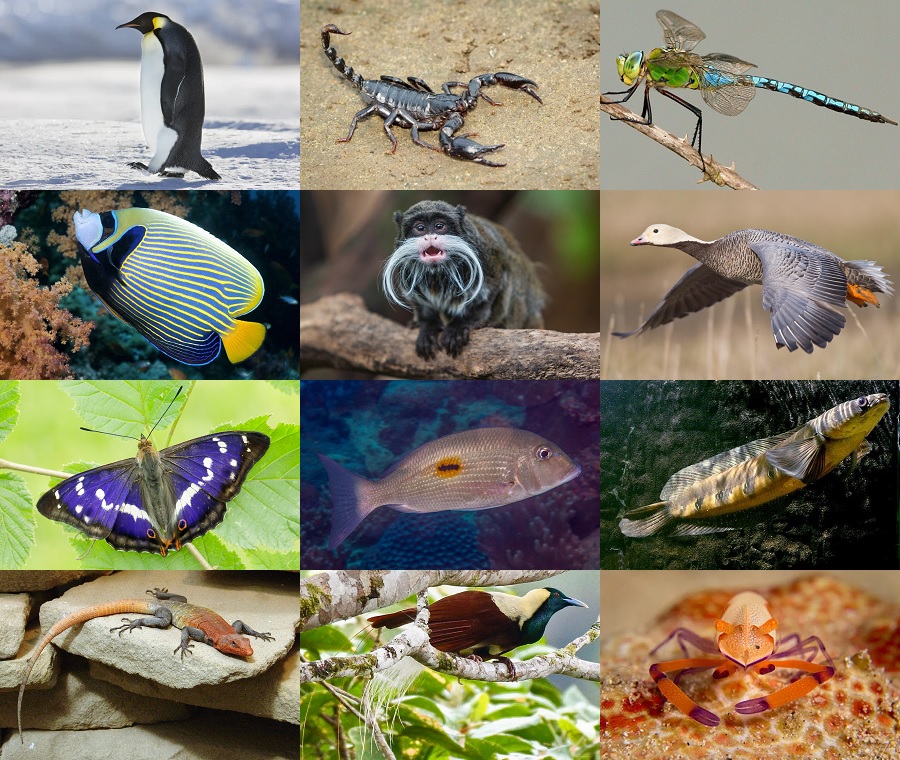 Find the Emperor Animals Quiz - By alvir28