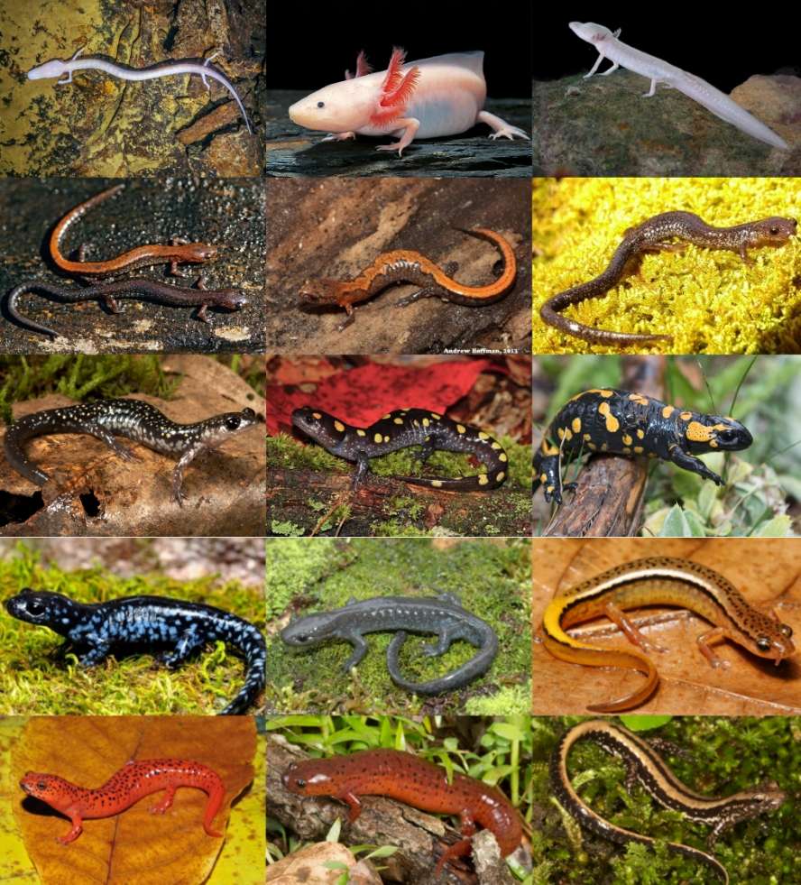 Similar Salamanders Quiz - By binchcheese279