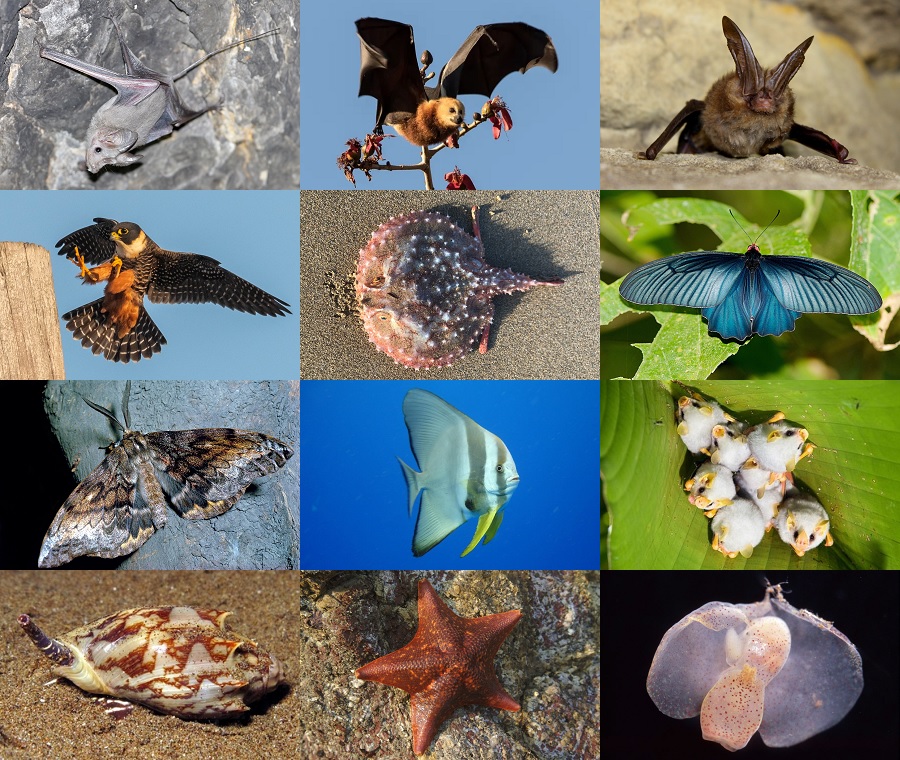 Find the Bat Animals II Quiz - By alvir28