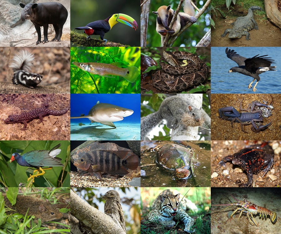 Find the Animals of Belize Quiz - By alvir28