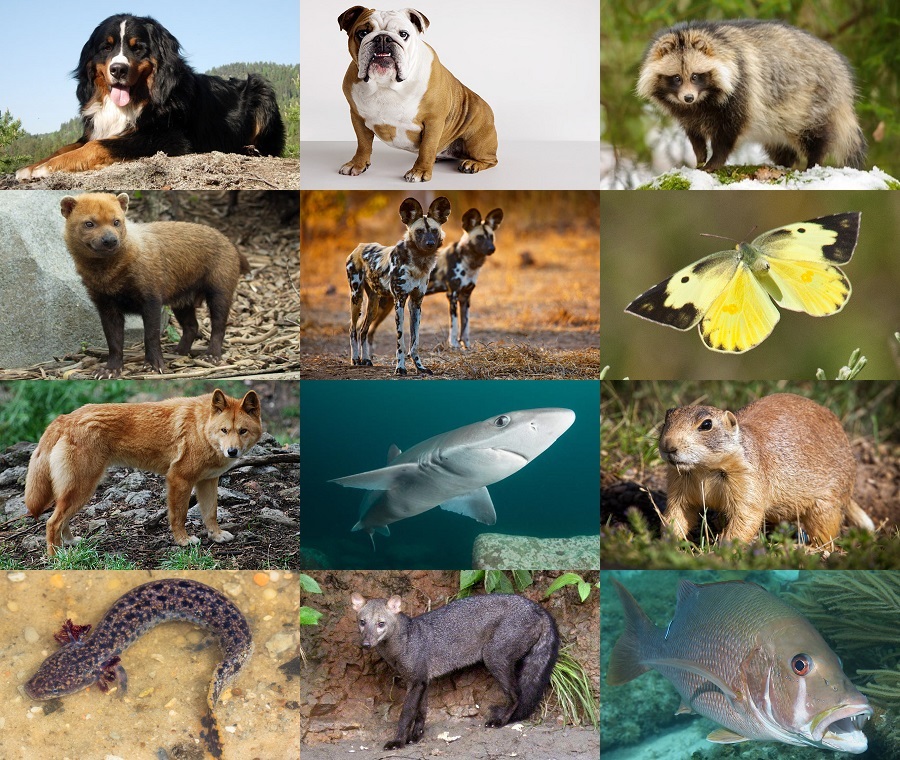 Find the Dog Animals Quiz - By alvir28