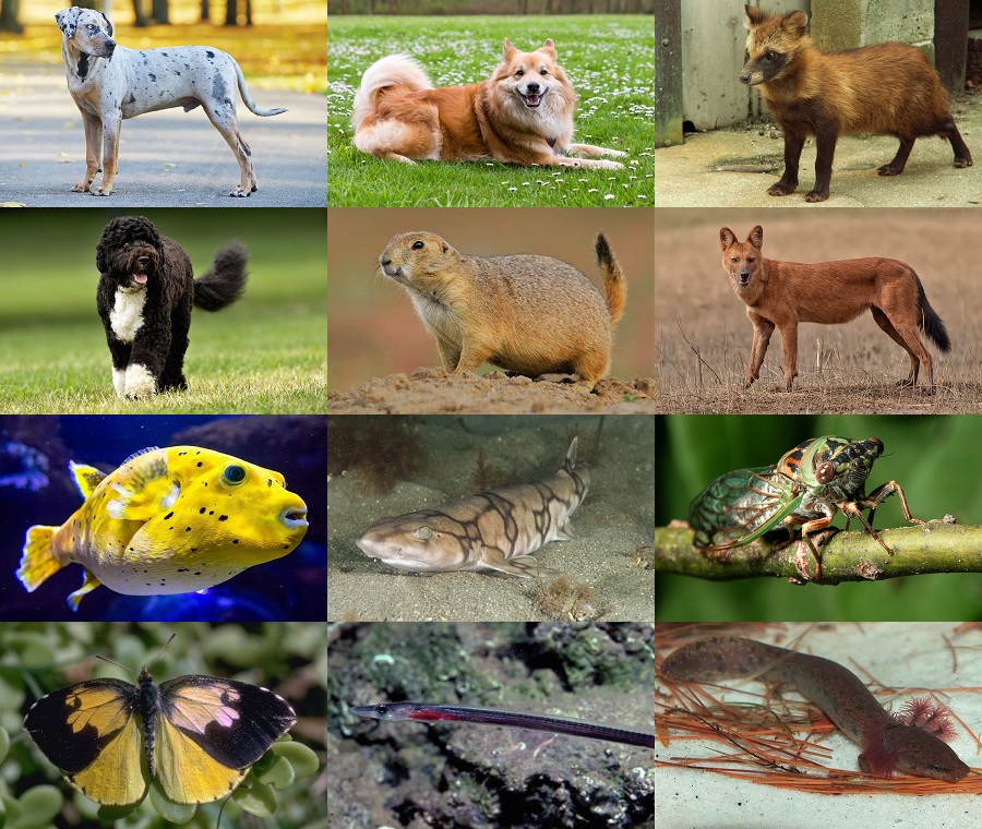 Find the Dog Animals II Quiz - By alvir28