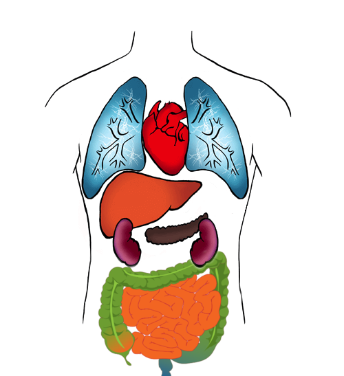 Organ Donation Quiz By Cutthroat