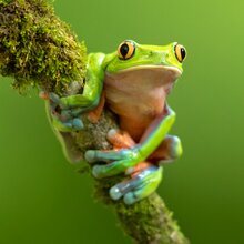 Costa Rica's Native Animals