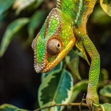 Prove You Aren't a Robot - Animal Camouflage X