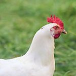 Sporcle profile picture for @Poultry