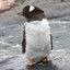 Sporcle profile picture for @Penguins