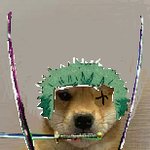 Sporcle profile picture for @Leeway