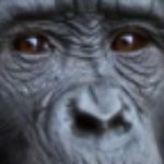 Sporcle profile picture for @Chimpanzee