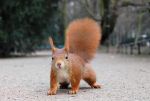 Sporcle profile picture for @squirrel