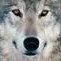 Sporcle profile picture for @Wolfgang