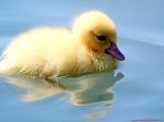 Sporcle profile picture for @Duckling