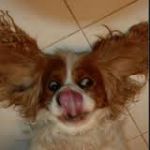 Sporcle profile picture for @Spaniel