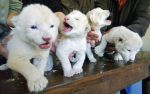Sporcle profile picture for @Pelo