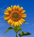 Sporcle profile picture for @sunflowers