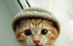 Sporcle profile picture for @horses