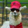 Sporcle profile picture for @ClamBake