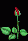 Sporcle profile picture for @Rose