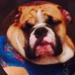 Sporcle profile picture for @boozer