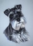 Sporcle profile picture for @schnauzer