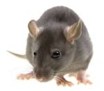 Sporcle profile picture for @Ratty
