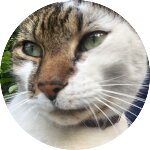 Sporcle profile picture for @JacobR
